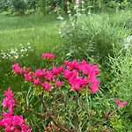 Rosa Centre 巴拉顿菲赖德