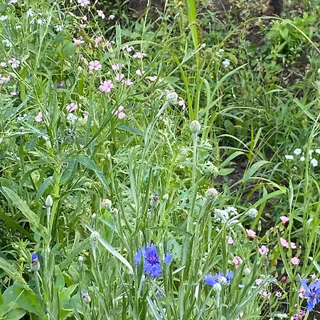 Rosa Centre 블로톤퓌레드