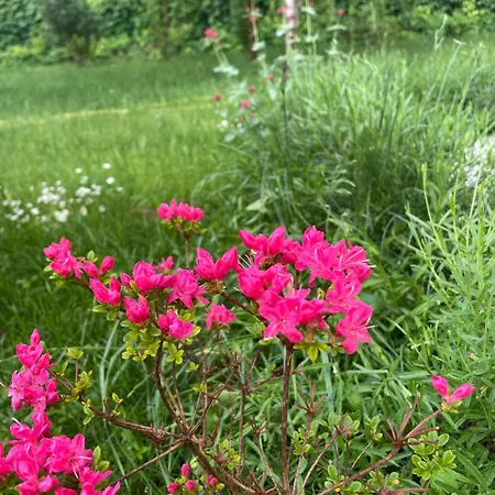Rosa Centre バラトンフレド